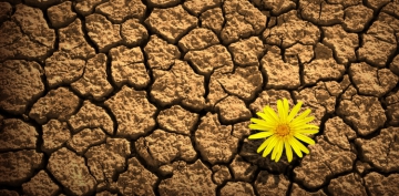 Topra��n (Anan�n) Dilinden