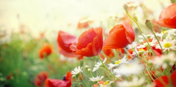 Alt�n ���tler - Abd�lk�dir Geyl�n� (k.s)