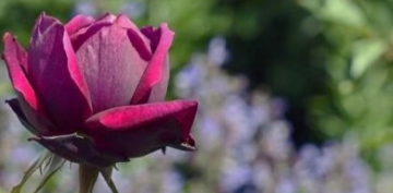 Ben-i �dem�in Efendisine, �iirlerin Efendisi olan Na�tlar (2) Kaside-i B�r�e 