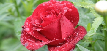 Allah��n Yard�m� Geldi�inde