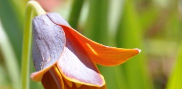 S�f�lerden Esintiler / Mansur b. Amm�r (k.s)