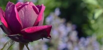 G�l yapra�� olmak, kolay de�il!